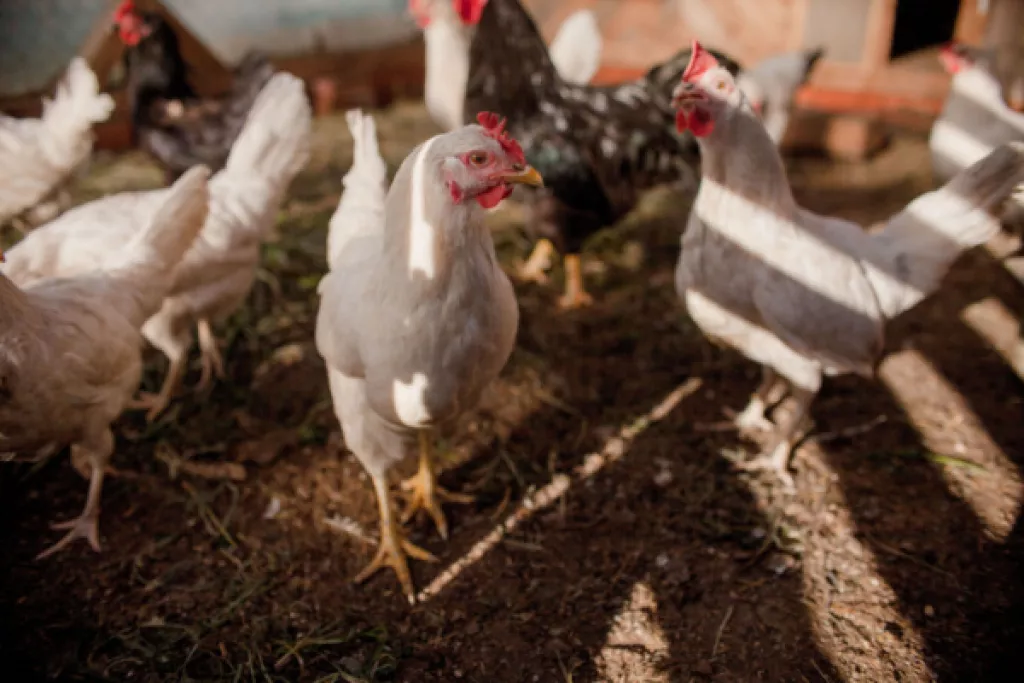 Grippe aviaire : le niveau de risque diminue… Grippe aviaire : le niveau de risque diminue…