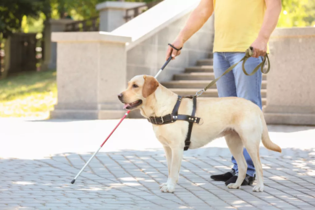 Taxis : pouvez-vous refuser d’effectuer une course lorsque votre client est accompagné d’un chien-guide ? Taxis : pouvez-vous refuser d’effectuer une course lorsque votre client est accompagné d’un chien-guide ?