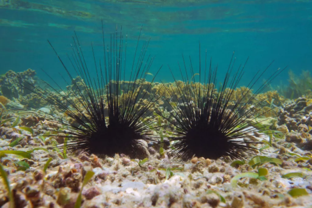 Oursins en mer méditerranée : un problème de raréfaction… Oursins en mer méditerranée : un problème de raréfaction…