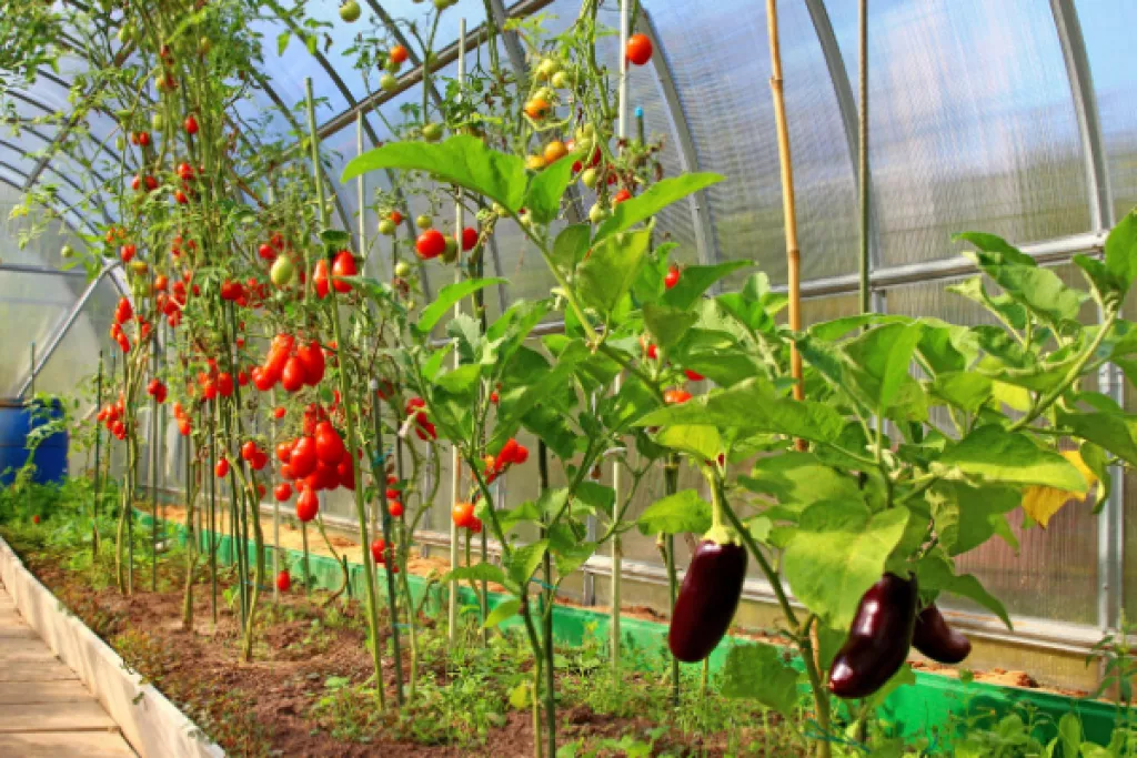 Légumes d’été sous serres chauffées : attention à la date de vente ! Légumes d’été sous serres chauffées : attention à la date de vente !