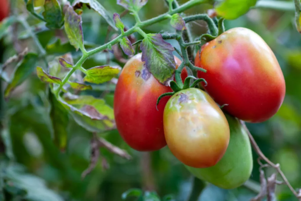 Virus de la tomate : un renforcement des mesures de protection Virus de la tomate : un renforcement des mesures de protection