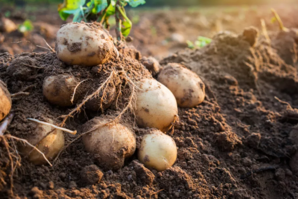 Filière de la pomme de terre : un soutien financier Filière de la pomme de terre : un soutien financier