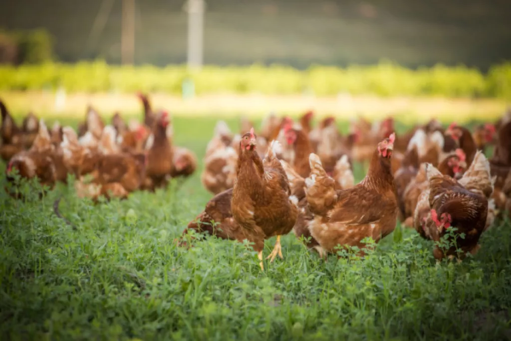 Grippe aviaire : un niveau négligeable ? Grippe aviaire : un niveau négligeable ?