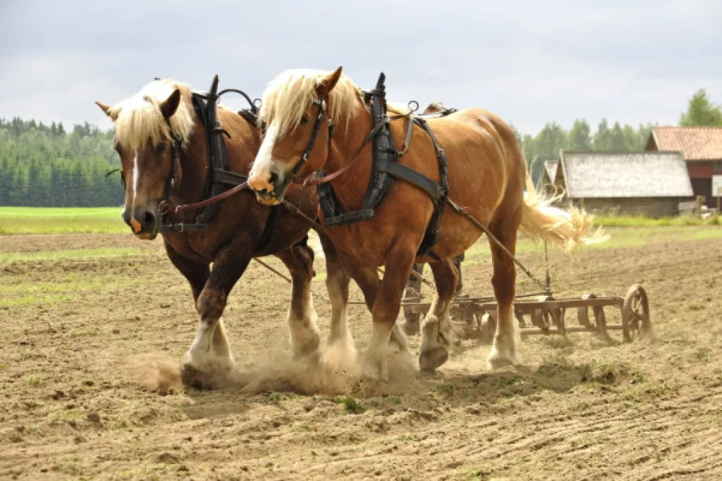 Transition écologique : tous à cheval ? Transition écologique : tous à cheval ?