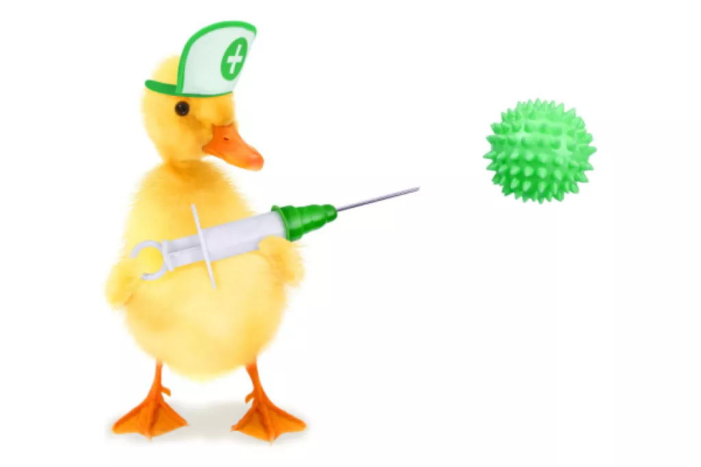 Grippe aviaire : la campagne de vaccination des canards est lancée ! Grippe aviaire : la campagne de vaccination des canards est lancée !