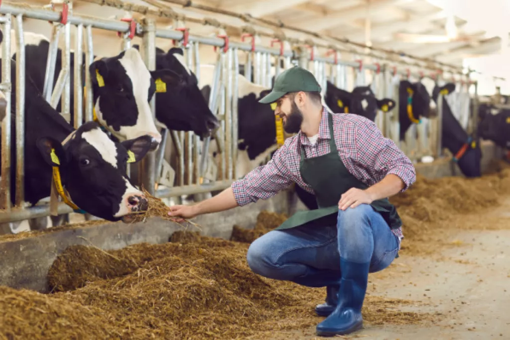 Agriculture : un plan pour l’élevage français Agriculture : un plan pour l’élevage français