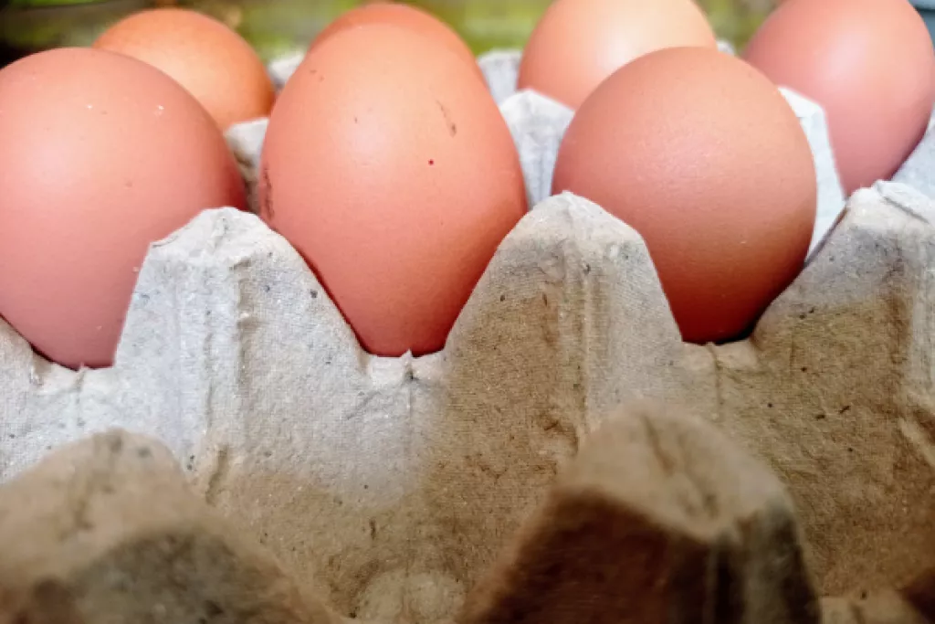 Commercialisation des œufs : un marquage brouillé ? Commercialisation des œufs : un marquage brouillé ?