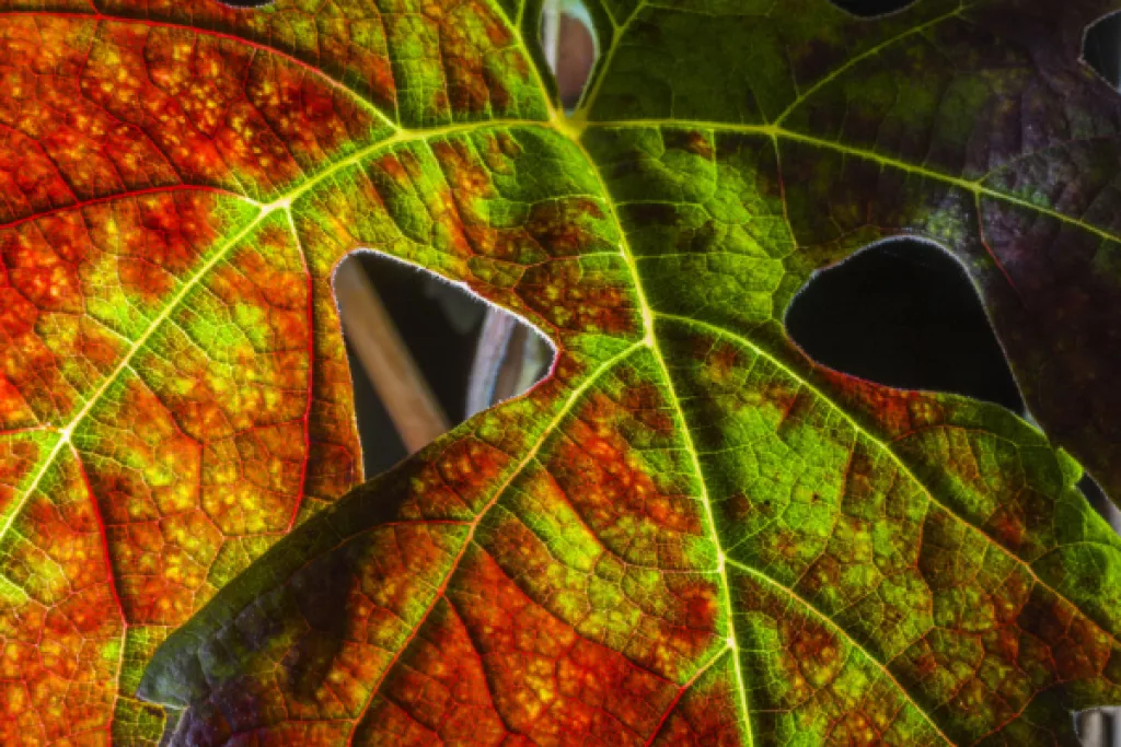 Flavescence dorée : le Gouvernement met en place une aide pour les viticulteurs Flavescence dorée : le Gouvernement met en place une aide pour les viticulteurs