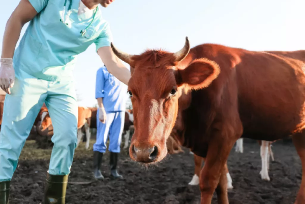 Agriculteurs : le dispositif d’indemnisation pour la MHE évolue Agriculteurs : le dispositif d’indemnisation pour la MHE évolue