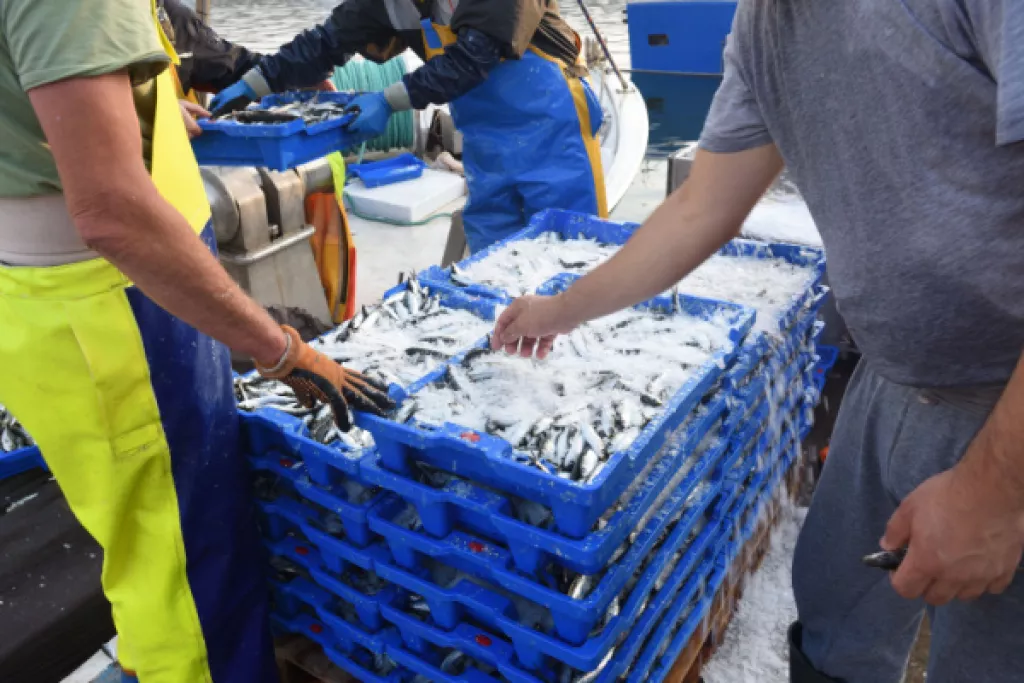 Quotas de pêche 2024 : quelle répartition ? Quotas de pêche 2024 : quelle répartition ?