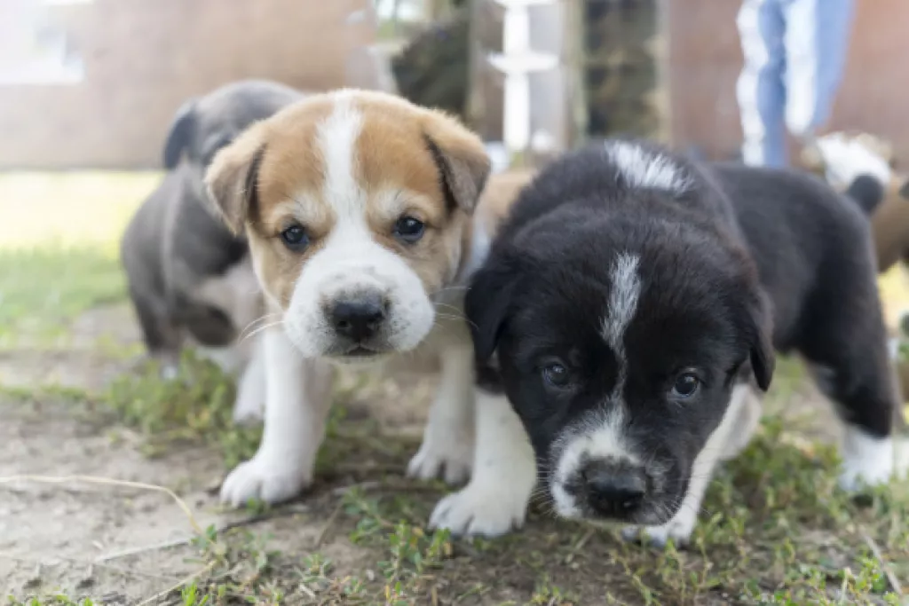 Élevages canins : une question de distance… Élevages canins : une question de distance…