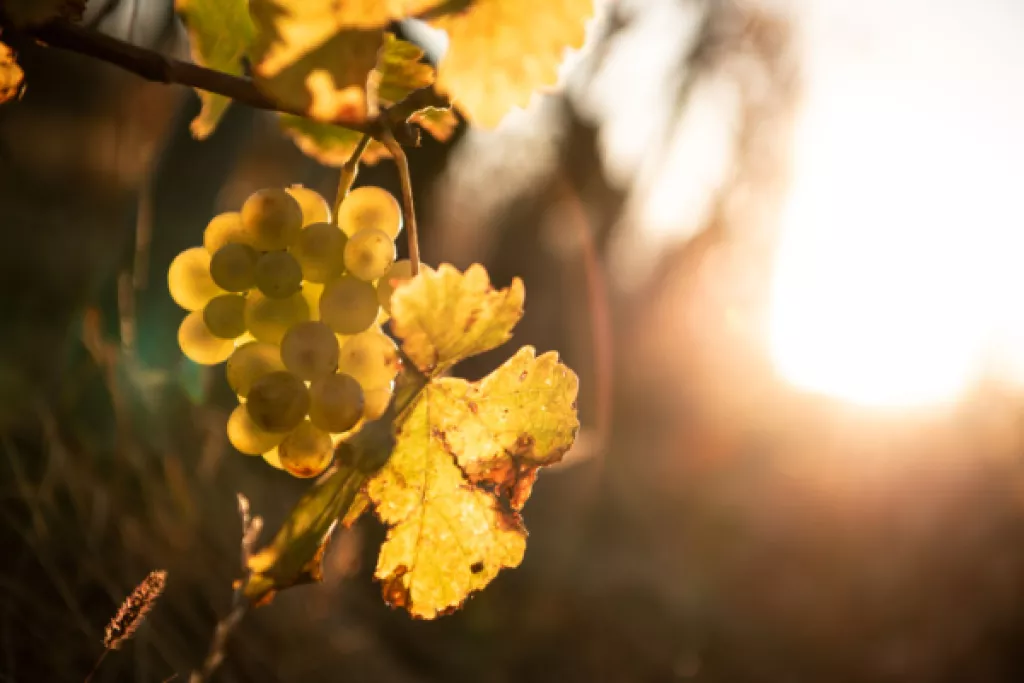Viticulture : déblocage d’aides pour le secteur Viticulture : déblocage d’aides pour le secteur
