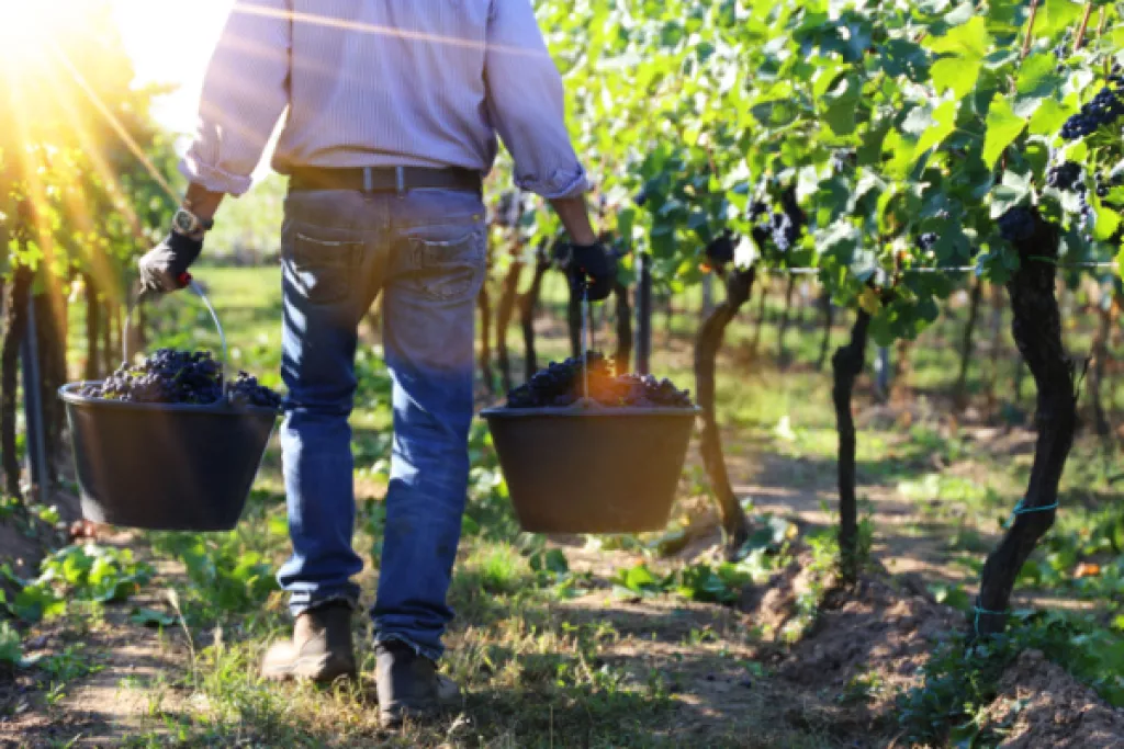 Travail saisonnier agricole : la lutte contre la fraude s’organise Travail saisonnier agricole : la lutte contre la fraude s’organise