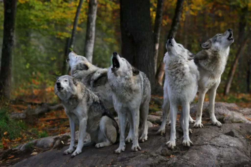 Plan loup : comment protéger les troupeaux ? Plan loup : comment protéger les troupeaux ?