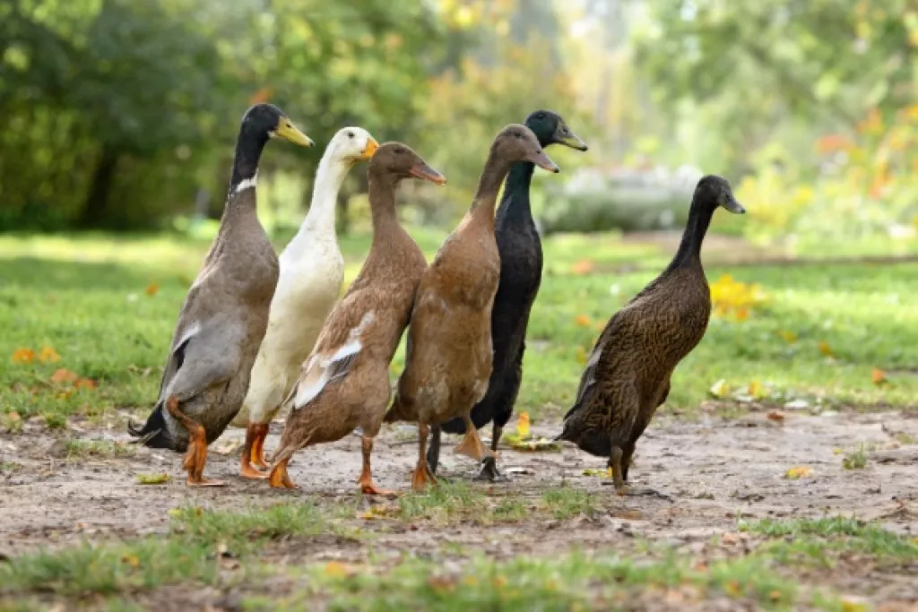 Grippe aviaire : la situation sanitaire s’améliore… Grippe aviaire : la situation sanitaire s’améliore…