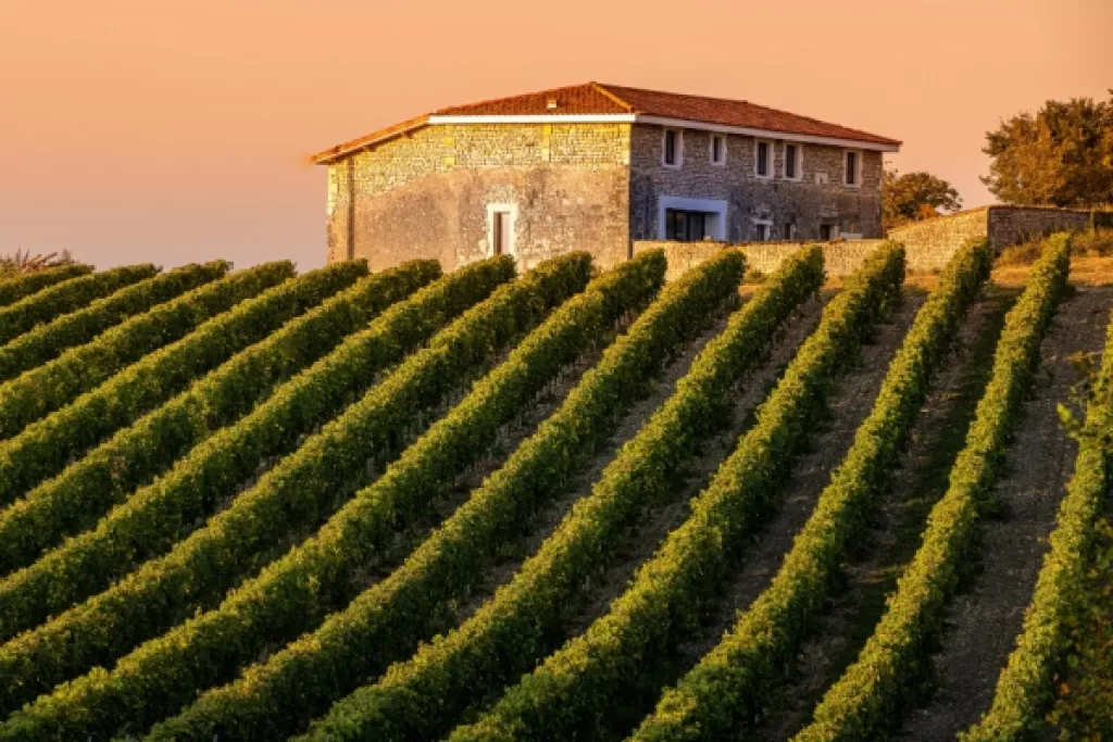 Louer un domaine viticole : avec ou sans CVAE ? Louer un domaine viticole : avec ou sans CVAE ?