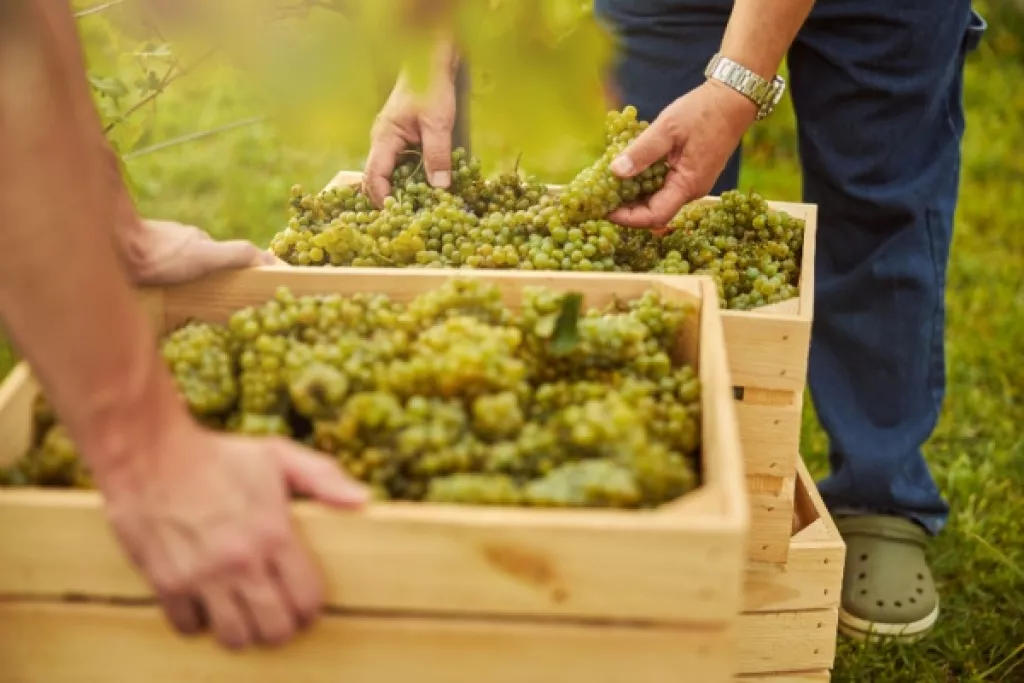 Secteur du vin : que pense l’Autorité de la concurrence de l’instauration de bornes de prix de vente ? Secteur du vin : que pense l’Autorité de la concurrence de l’instauration de bornes de prix de vente ?
