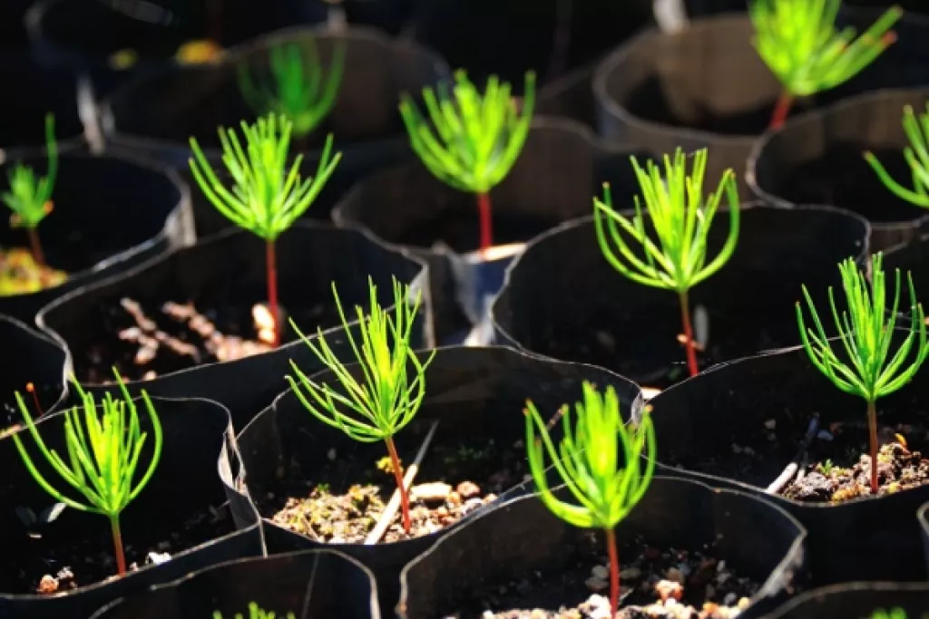Production de sapins de Noël : de nouvelles règles à respecter ! Production de sapins de Noël : de nouvelles règles à respecter !