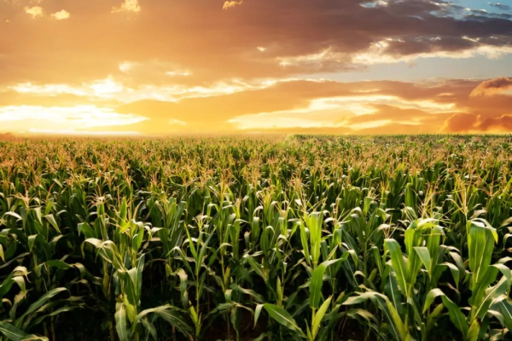 Vente d’une parcelle agricole et préemption de la SAFER : une procédure à respecter Vente d’une parcelle agricole et préemption de la SAFER : une procédure à respecter