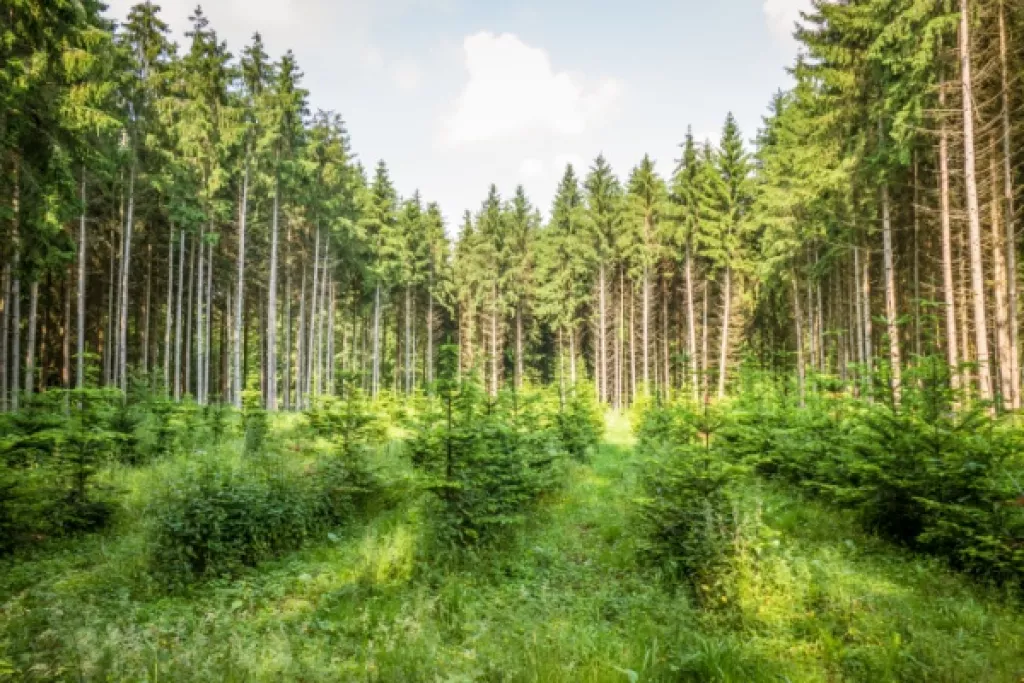 Renouvellement forestier : une aide financière sous conditions Renouvellement forestier : une aide financière sous conditions