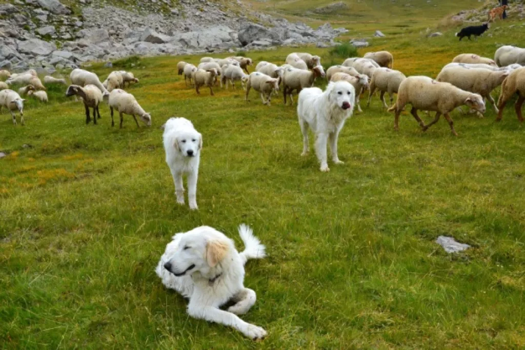 Chiens de protection des troupeaux : du nouveau ! Chiens de protection des troupeaux : du nouveau !