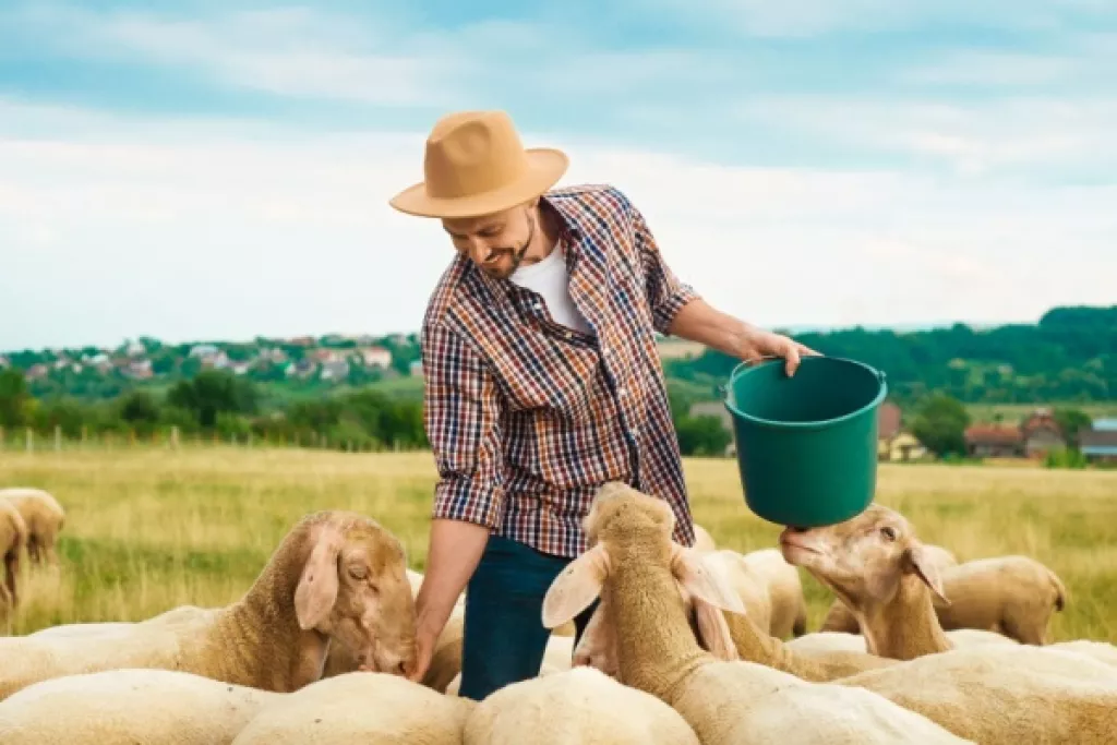 Agriculture : aides financières pour les éleveurs Agriculture : aides financières pour les éleveurs