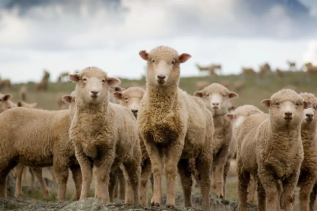 Fièvre catarrhale ovine : quelle est la réponse du Gouvernement ? Fièvre catarrhale ovine : quelle est la réponse du Gouvernement ?