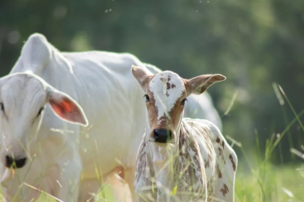 Visites sanitaires obligatoires pour la filière bovine : une expérimentation mise en place ! Visites sanitaires obligatoires pour la filière bovine : une expérimentation mise en place !