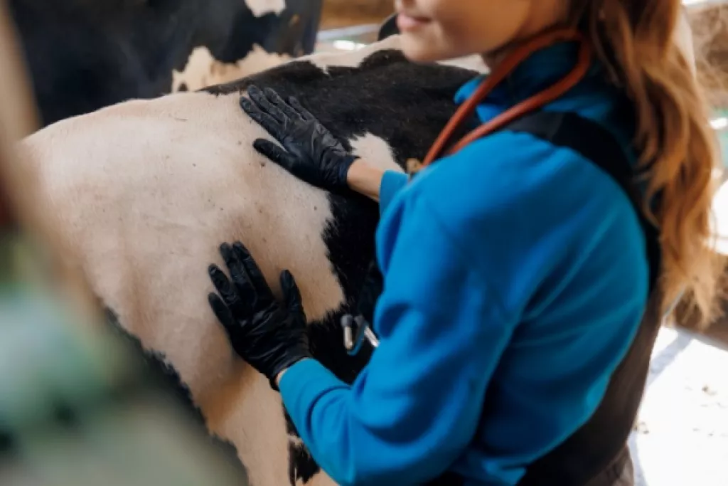 Visites sanitaires obligatoires pour la filière bovine : petite modification de l’expérimentation ! Visites sanitaires obligatoires pour la filière bovine : petite modification de l’expérimentation !