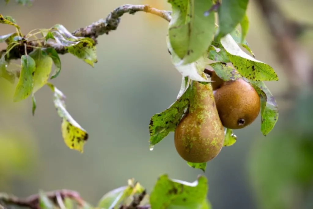 Aides couplées végétales : du nouveau pour la catégorie « Fruits transformés » Aides couplées végétales : du nouveau pour la catégorie « Fruits transformés »
