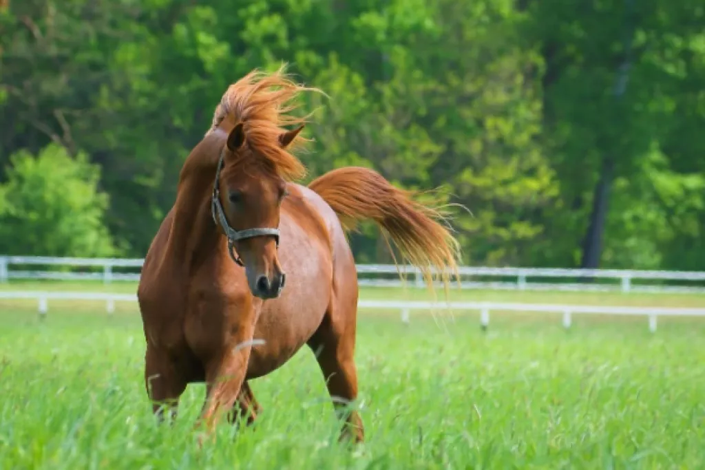 Vente de chevaux vivants : une baisse du taux de TVA en vue ? Vente de chevaux vivants : une baisse du taux de TVA en vue ?