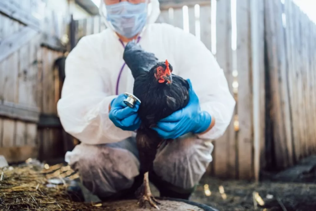 Grippe aviaire : une amélioration pour le printemps 2025 ! Grippe aviaire : une amélioration pour le printemps 2025 !