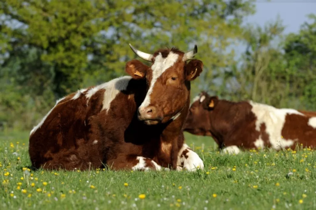 Provision pour hausse de la valeur des stocks de vaches, c’est déjà parti ? Provision pour hausse de la valeur des stocks de vaches, c’est déjà parti ?