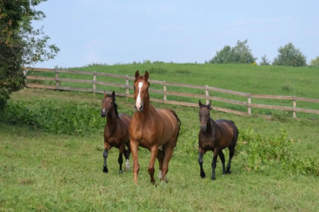 Gardiennage de chevaux : quelle fiscalité appliquer ? Gardiennage de chevaux : quelle fiscalité appliquer ?