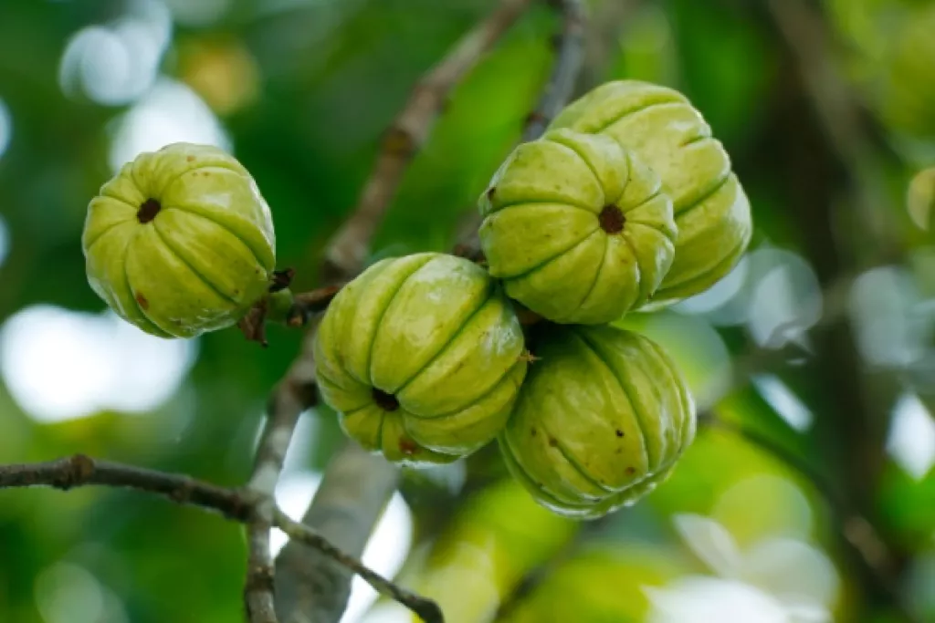 Garcinia cambogia : interdiction temporaire Garcinia cambogia : interdiction temporaire
