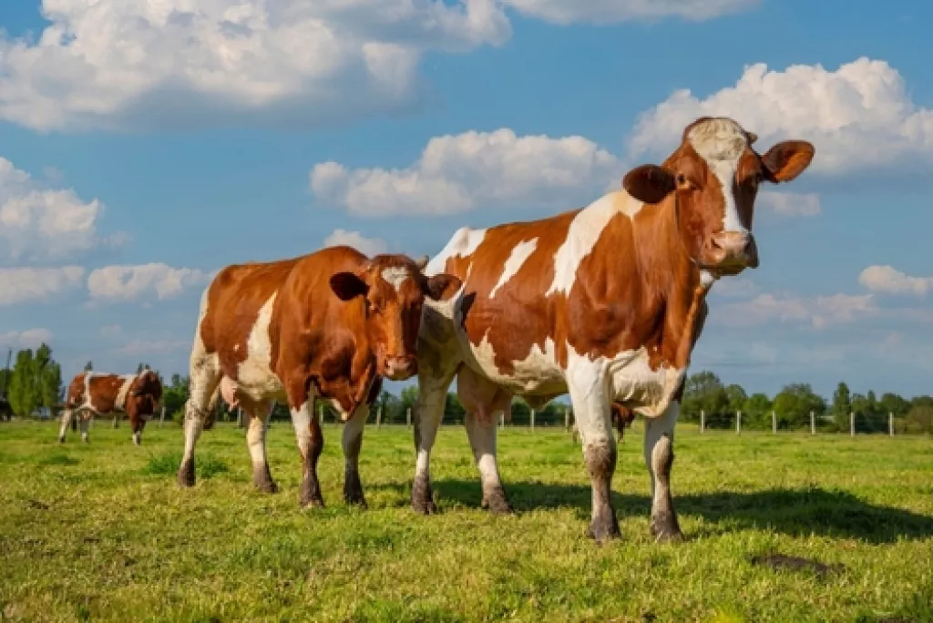 Aides agricoles : précisions à propos de l’aide aux bovins Aides agricoles : précisions à propos de l’aide aux bovins