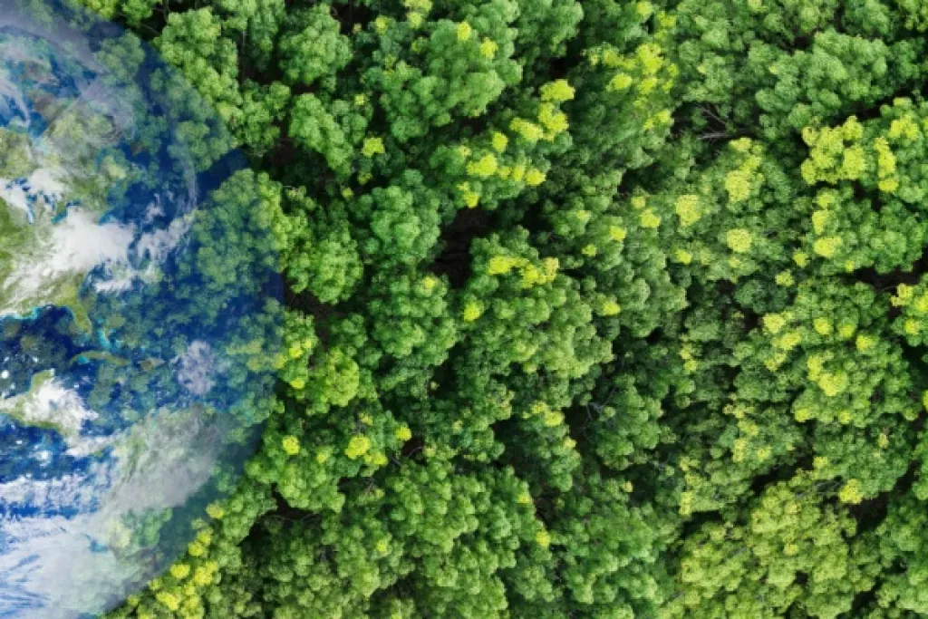 Renouvellement forestier : comment toucher les aides ? Renouvellement forestier : comment toucher les aides ?