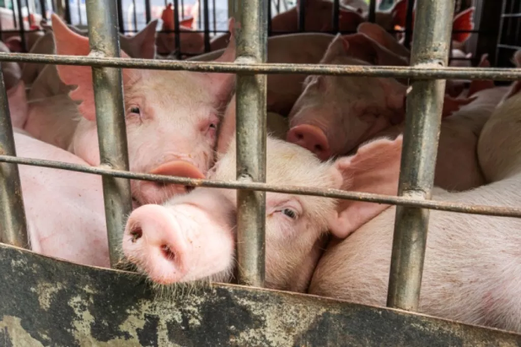 Abattoirs et protection de l’environnement : quelles modalités ? Abattoirs et protection de l’environnement : quelles modalités ?