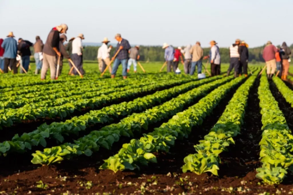 Employeurs agricoles : actualisation de l’exonération TO DE Employeurs agricoles : actualisation de l’exonération TO DE