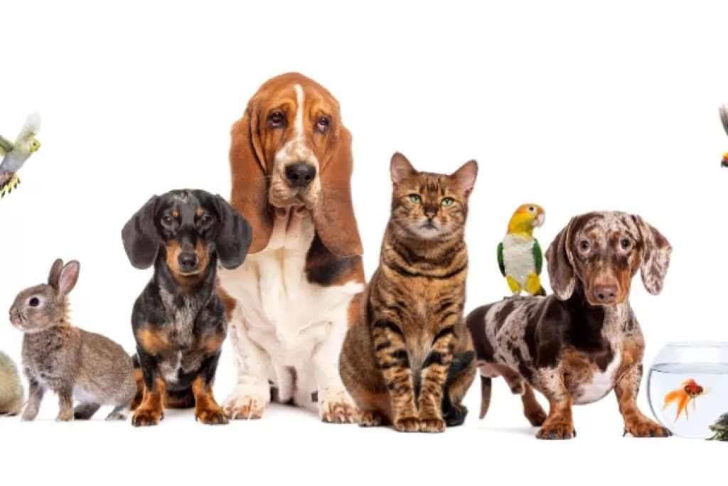 Bien-être animal : une réglementation détaillée Bien-être animal : une réglementation détaillée