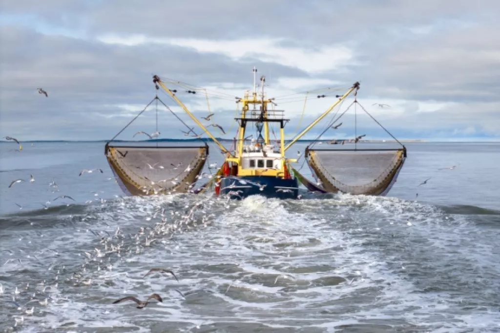 Déclaration des activités de pêche : passage à la déclaration électronique ?