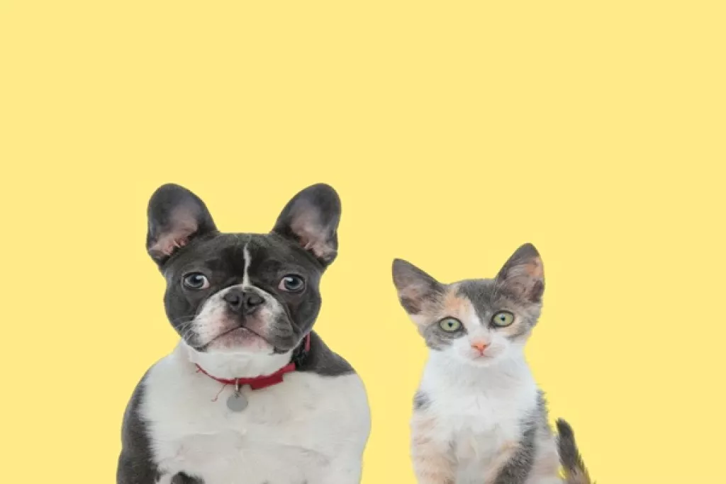 Vente d’animaux de compagnie : de nouvelles sanctions à connaître