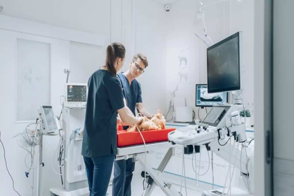 Vétérinaires : une délégation possible pour certains actes
