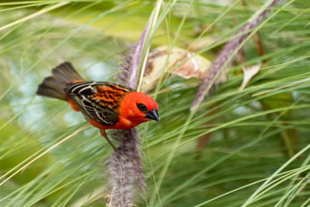 Espèces exotiques envahissantes : une protection particulière à La Réunion ?